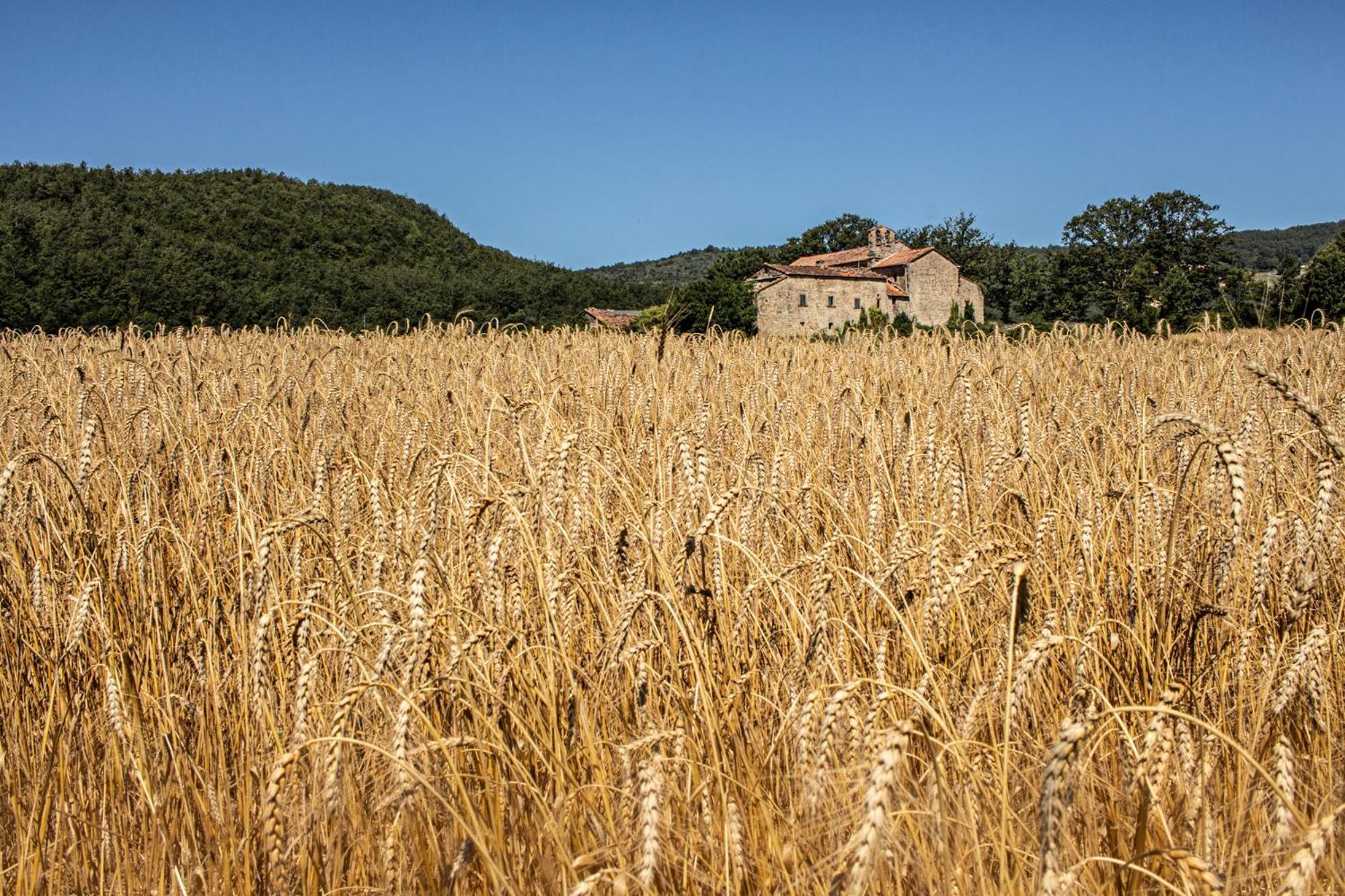 Agriturismo Terra Di Michelangelo Caprese Michelangelo Exterior foto